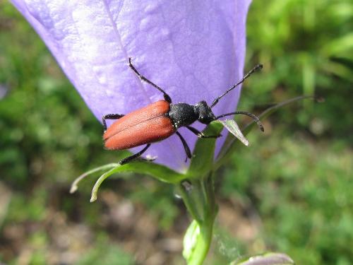 Anastrangalia sanguinolenta